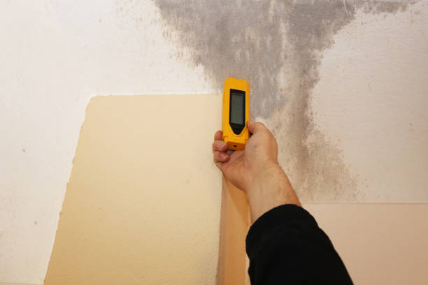 Best Mold Remediation for Vacation Homes  in USA